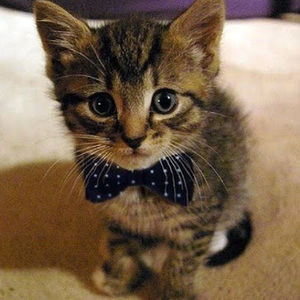 Meet your Posher, Amelia